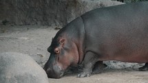 Huge Hippopotamus Feeding On Dried Grass On Dry Land In A Zoo - medium shot	