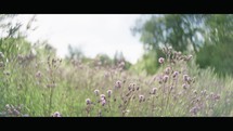 Wildflowers in a Serene Field