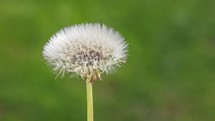 Dandelion blowball flower blooming in green nature background Time lapse
