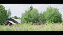 Nature's Reclaim: Abandoned Greenhouse Overrun by Nature