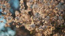 Blossom in Spring, sunset flowers trees and plants blowing in the wind 4K nature video white plum blossom petals sunshine	
