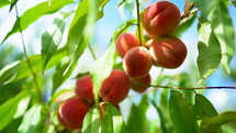 Ripe Juicy Peaches Sunlight. Branch Of Tree In Fruit Garden. Sweet Food Concept.