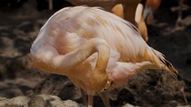 American Flamingo, Phoenicopterus Ruber, Preening Itself. close up	
