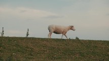 White sheep walking on a hill
