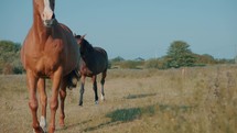 Brown horses playing in a field, stallion mare, beautiful equine video