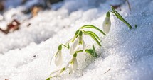 Time lapse of snowdrop flowers blooming in sunny spring forest and snow melting quickly