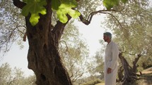 Scientist agronomist checking the health of an olive tree