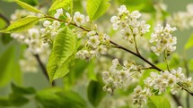 White flowers of bird cherry tree (Prunus padus) blooming fast in spring Time lapse
