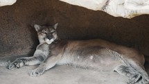Cougar Lying In Its Den With Tongue Licking. close up