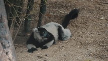 Watchful Black-and-white Ruffed Lemur Resting On The Forest Ground In Madagascar. Endangered Species. 
