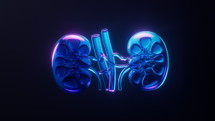 Loop animation of kidney with dark neon light effect, 3d rendering.