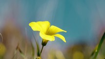 yellow field flower close up 