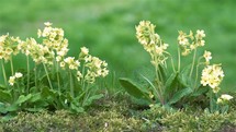 Yellow spring flowers Cowslip Primula Veris bloom in green mossy meadow in sunny nature park