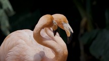 Close Up Of American Flamingoes Shaking Their Head Then Fell Asleep.	