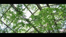 Nature's Reclaim: Abandoned Greenhouse Overrun by Nature