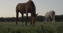 Horses in a paddock at sunset