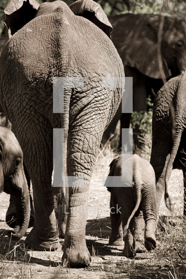 A family of elephants on a journey.
