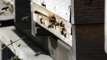bees entering a hive 