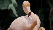 Close up Of Pink Flamingo Brushing Feathers	