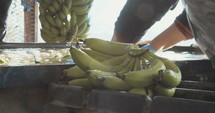 Workers washing bananas in water before packing during harvest