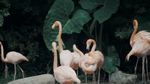 Flock Of Beautiful Caribbean Flamingos (Phoenicopterus Ruber) In Humid Forest. wide	