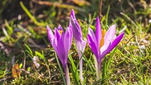 Spring Crocus flowers blooming in sunny morning nature meadow Time-lapse
