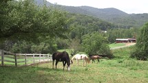 horses grazing in a pasture 