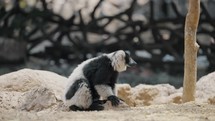 Close up of Endangered Black-and-white Ruffed Lemur Sitting On The Ground. 	