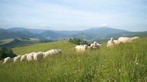 Sheep graze fresh grass in green meadow in Carpathian nature landscape

