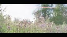 Wildflowers in a Serene Field