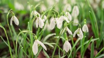 White gallant snowdrop flowers with morning dew drops blooming fast in early spring season time-lapse
