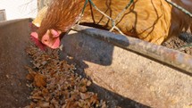 Domestic chickens feed grain from feeder in organic farm
