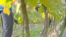 man in a vineyard picking grapes