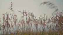 tall grasses blowing in the breeze 