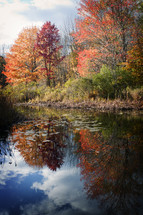 Fall creek trees