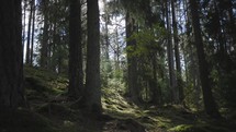 Moving through a green and beautiful forest with big trees and sun rays