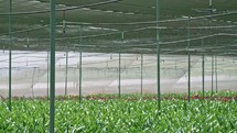 Slow motion - water sprinklers watering Amaryllis plants inside a greenhouse