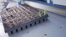 Worker planting small plants in trays inside industrial nursery
