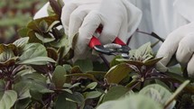 Close up of workers hands trimming leaves of plants in a greenhouse