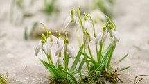 White snowdrop flowers blooming in green meadow and snow melting in spring; time lapse
