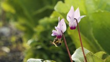 Slow motion macro of a honey bee drinking nectar from a Cyclamen flower