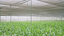 Slow motion - water sprinklers watering Amaryllis plants inside a greenhouse