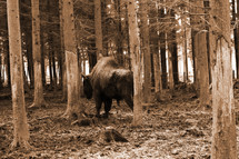 buffalo in a forest 