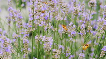 Bees fly pollinating flowers of lavender plants in field. Close up, slow motion. Provence. Dolly shot.