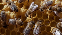 Bees working on honeycomb in apiary