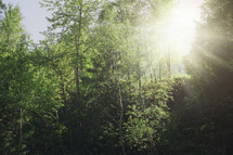 sunburst through a summer forest 