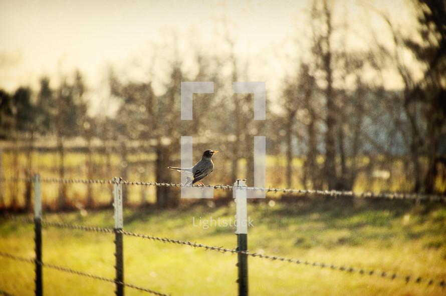 Bird on fence wire
