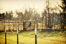 Bird on fence wire