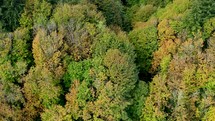 aerial view over a forest in early fall 