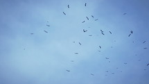 A flock of white storks in the sky.